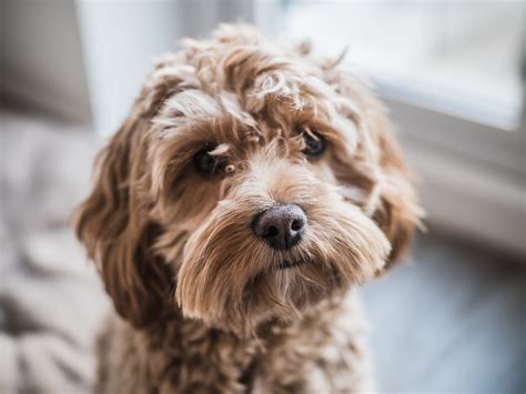 dog saxy|The 10 'Naughtiest' Dog Breeds, According to Owners.